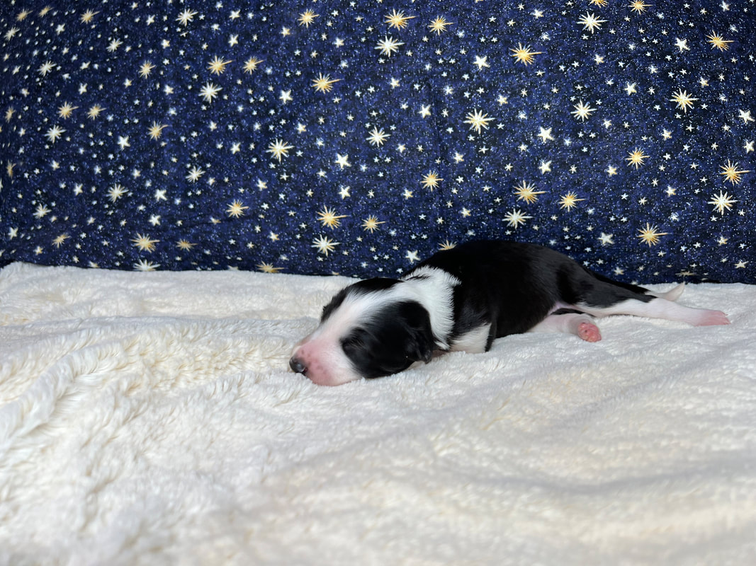 Emmy at almost 2 weeks